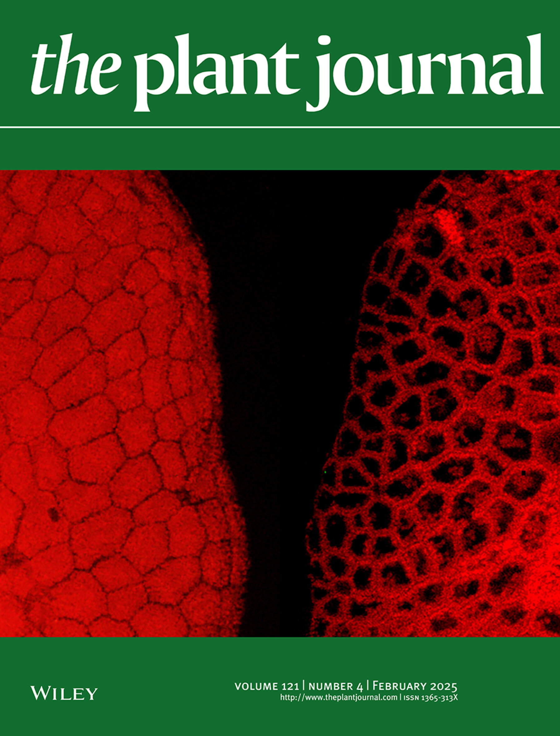 Plant Microscopy