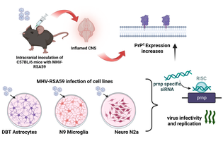 cellular_prion_mar_2025-min.png