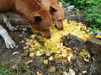 dogs_30.07.2024.jpeg
