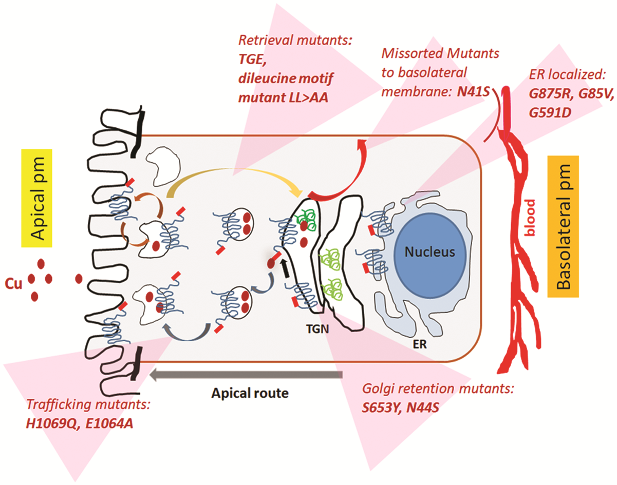 Graphical Abstract