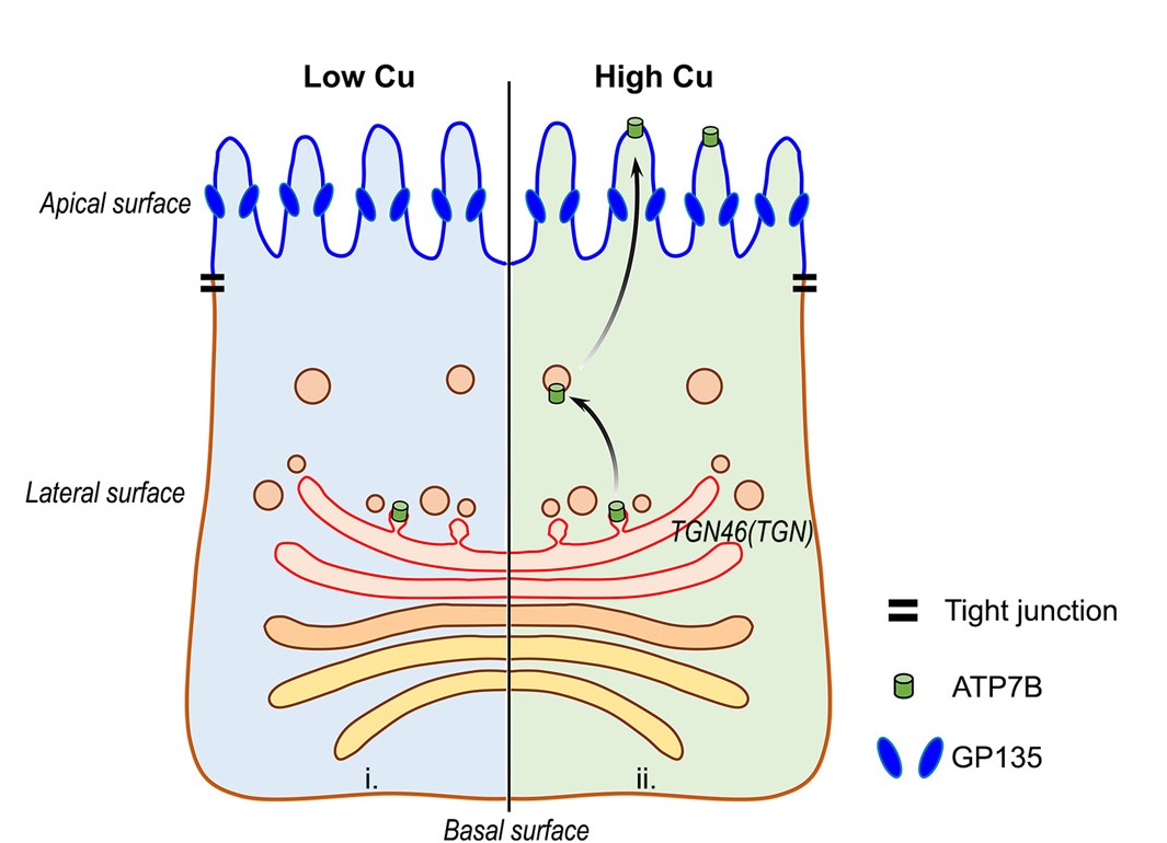 Graphical Abstract