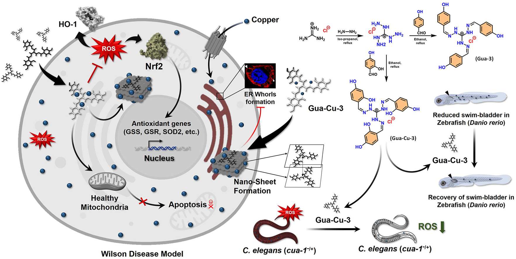 Graphical Abstract