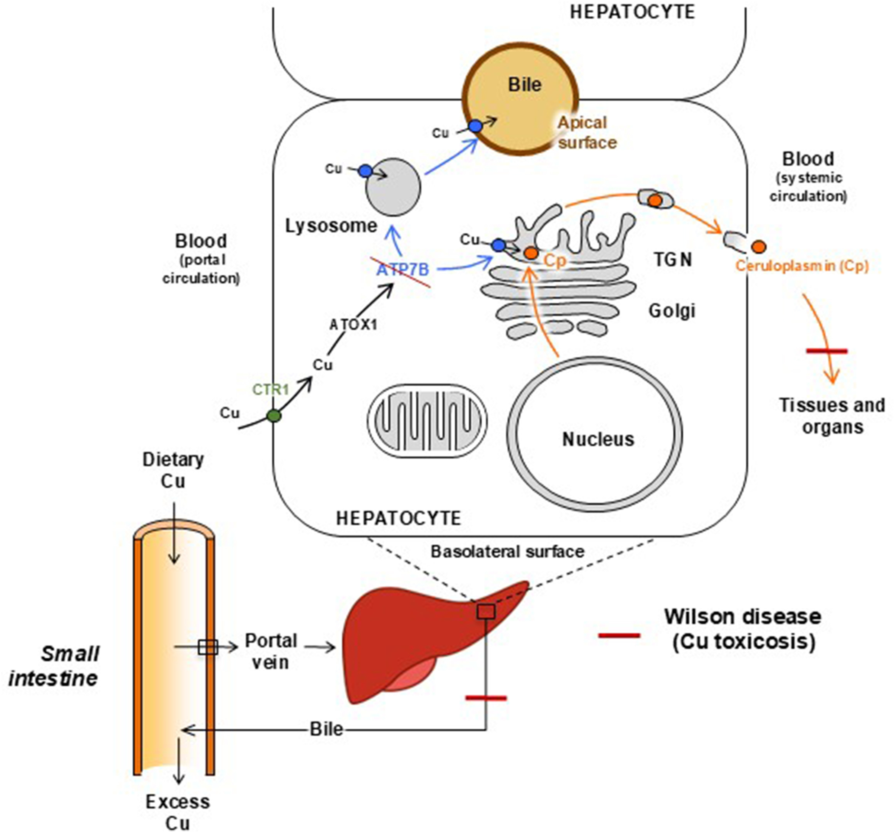 Graphical Abstract