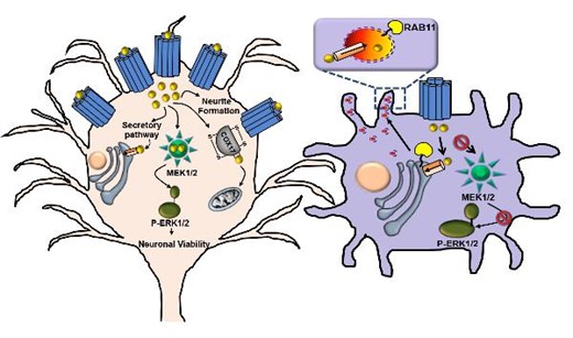 Graphical Abstract
