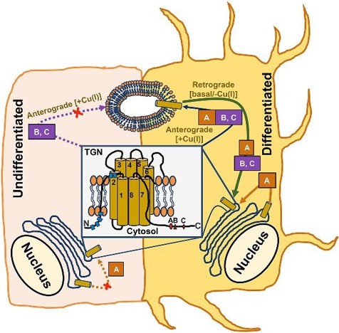 Graphical Abstract