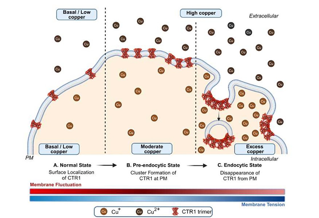Graphical Abstract