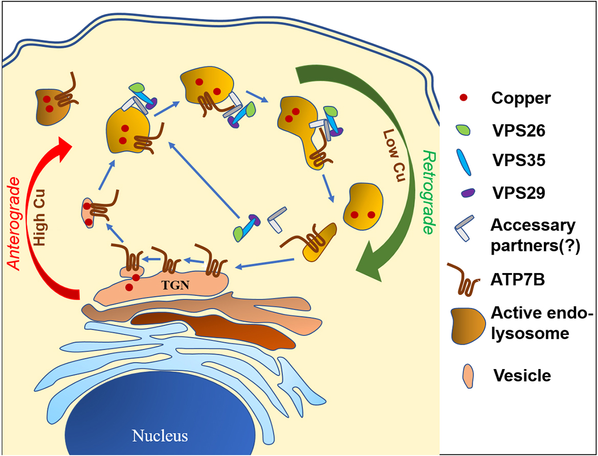 Graphical Abstract