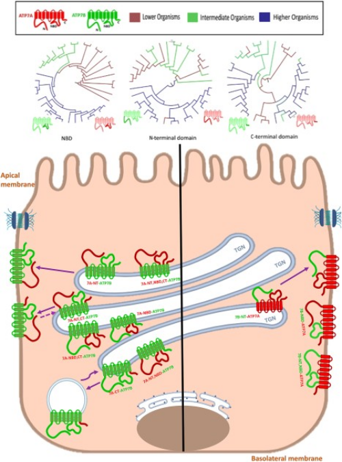 Graphical Abstract