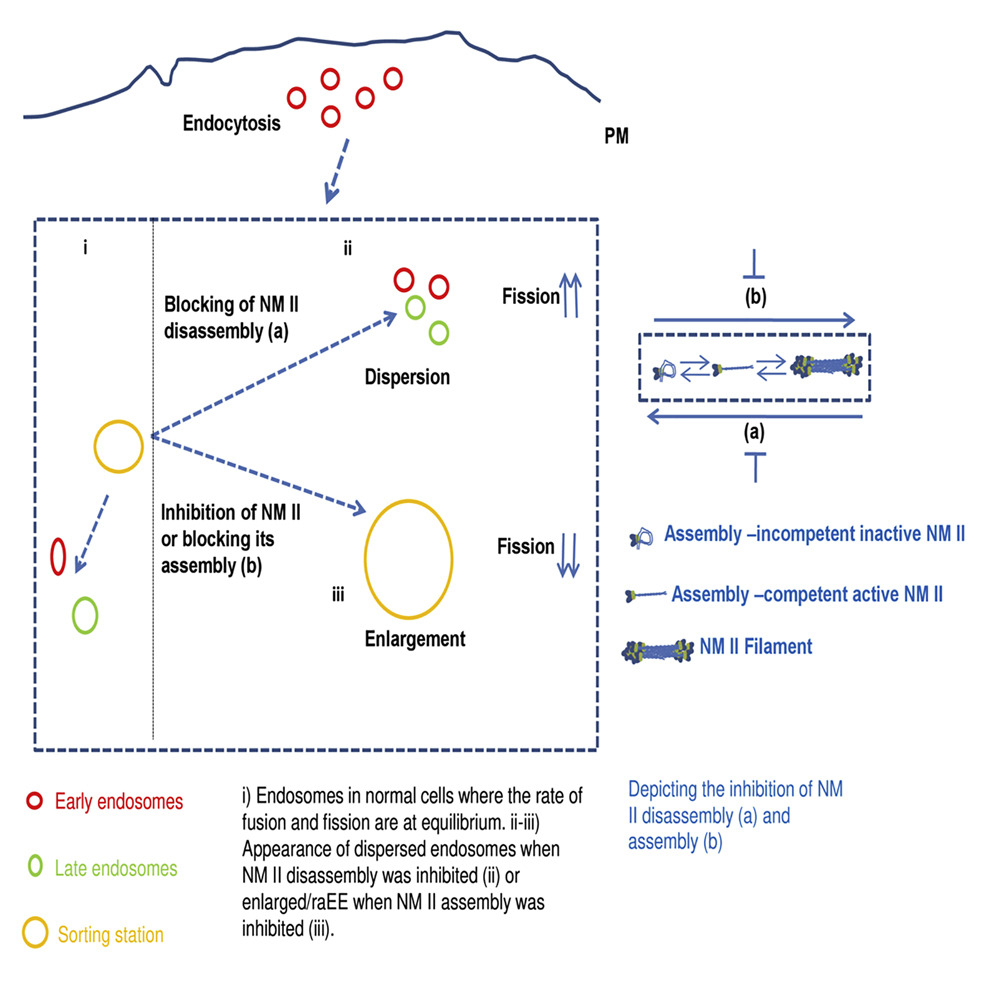Graphical Abstract