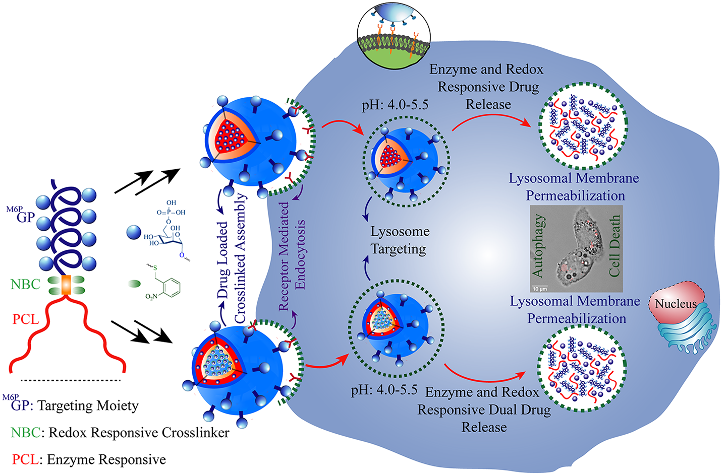 Graphical Abstract
