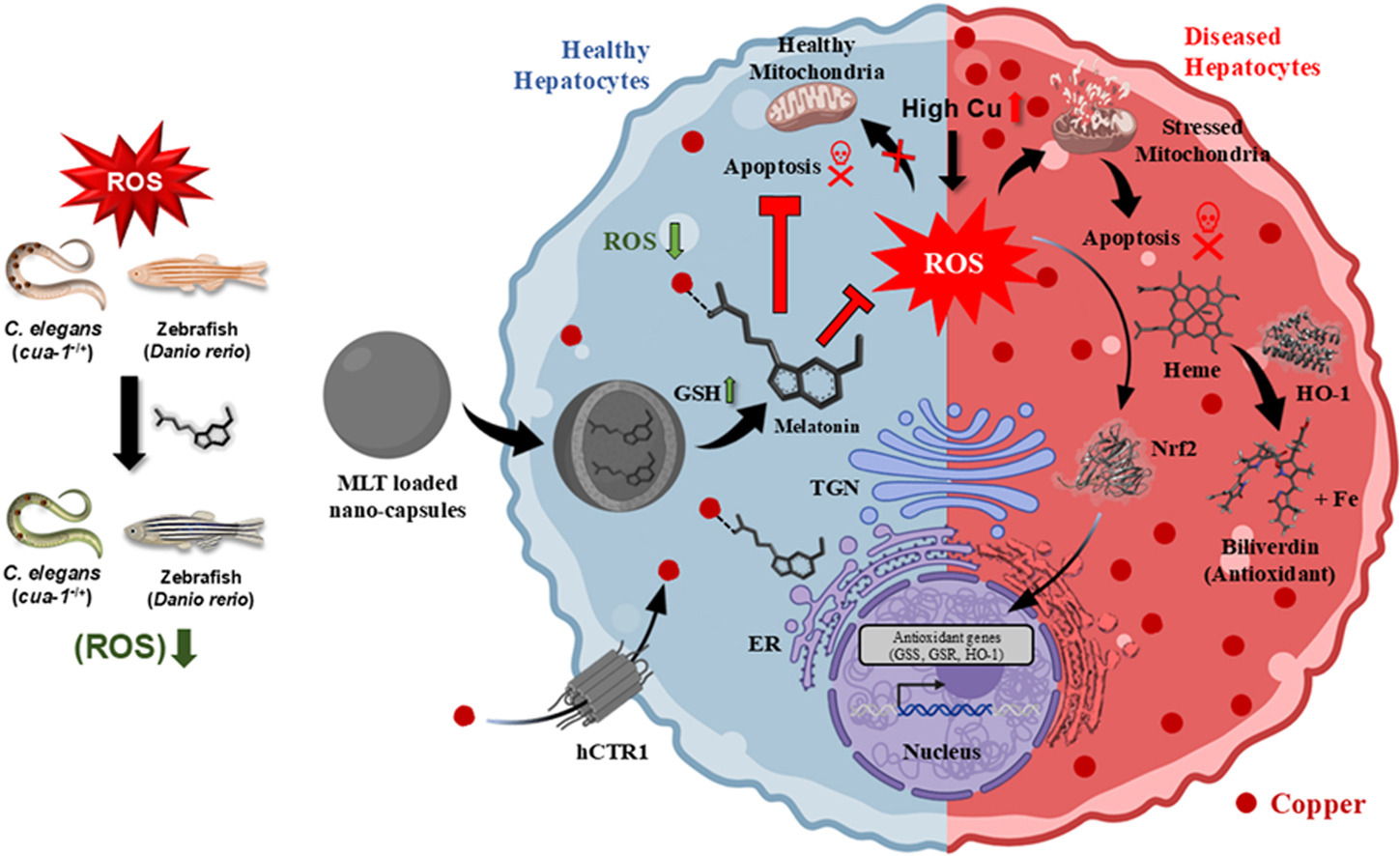Graphical Abstract