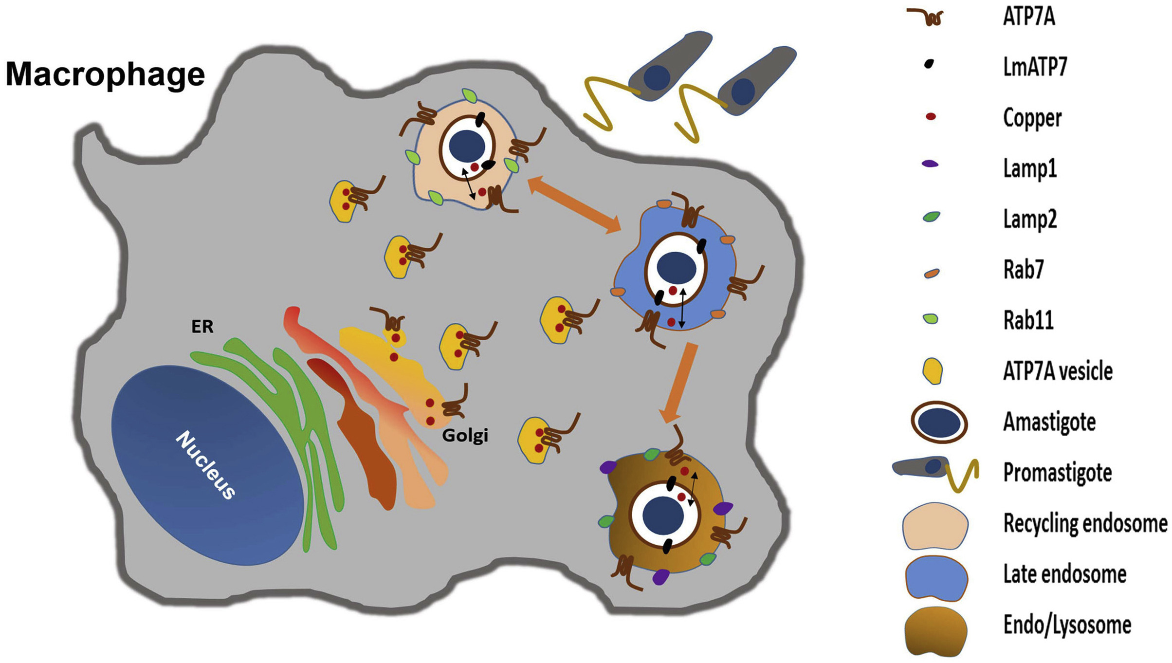 Graphical Abstract