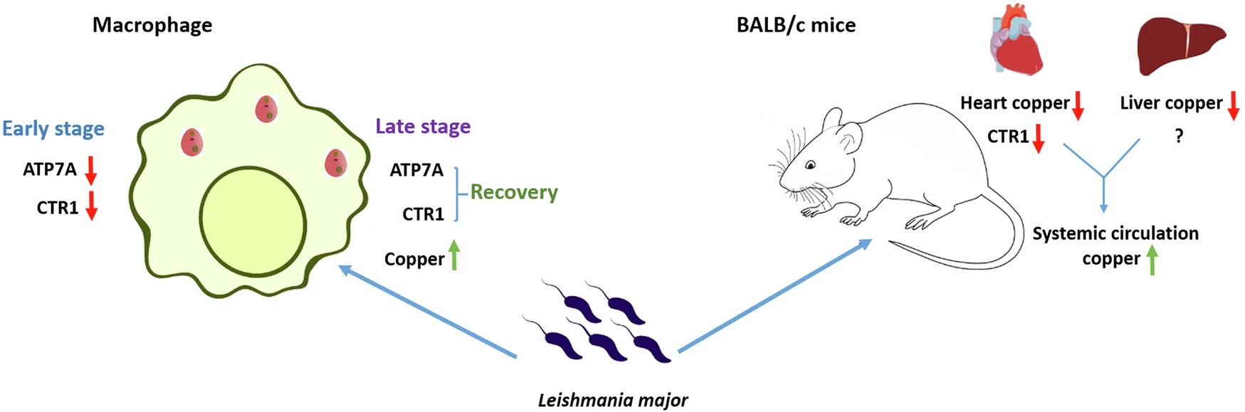 Graphical Abstract
