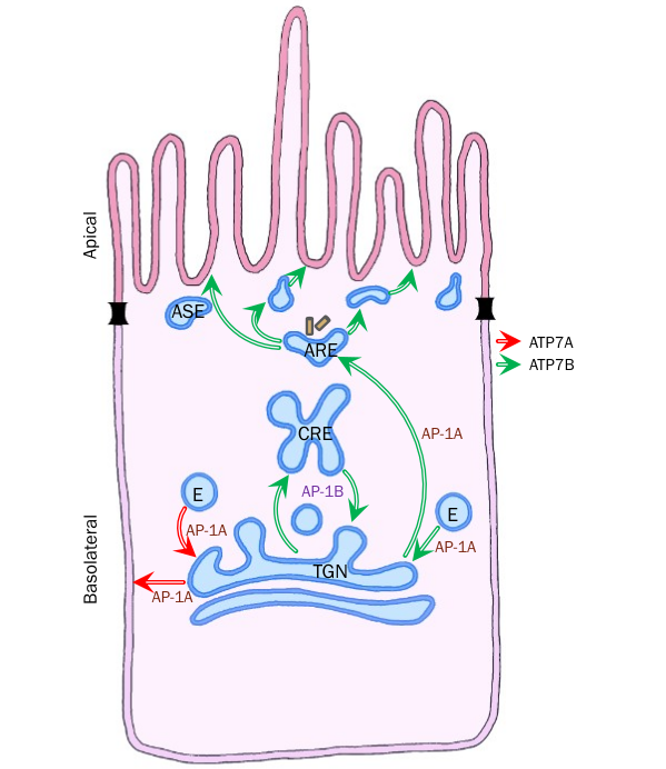 Graphical Abstract