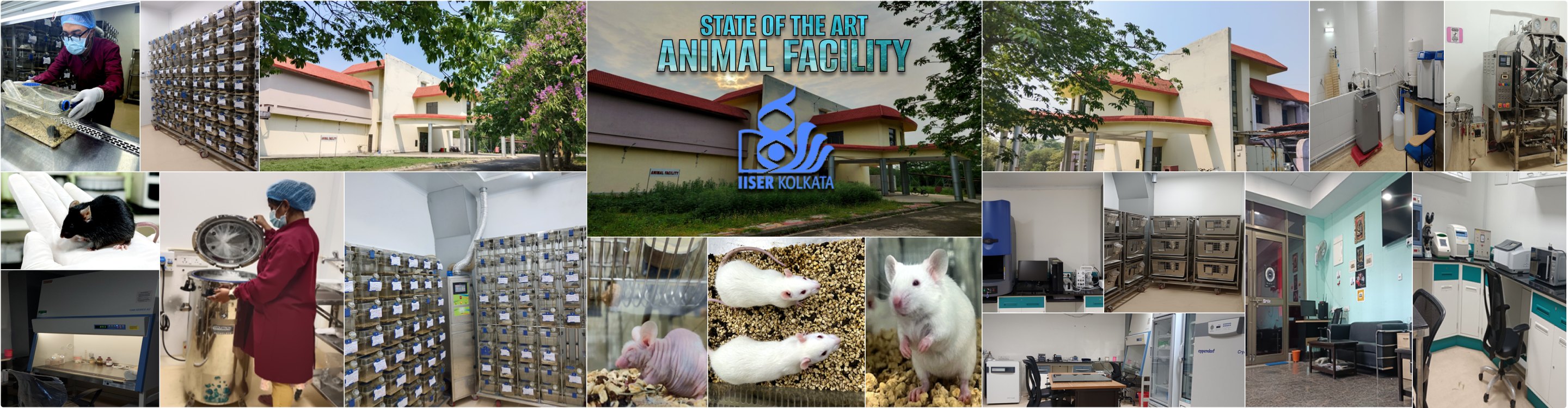 SAF Collage