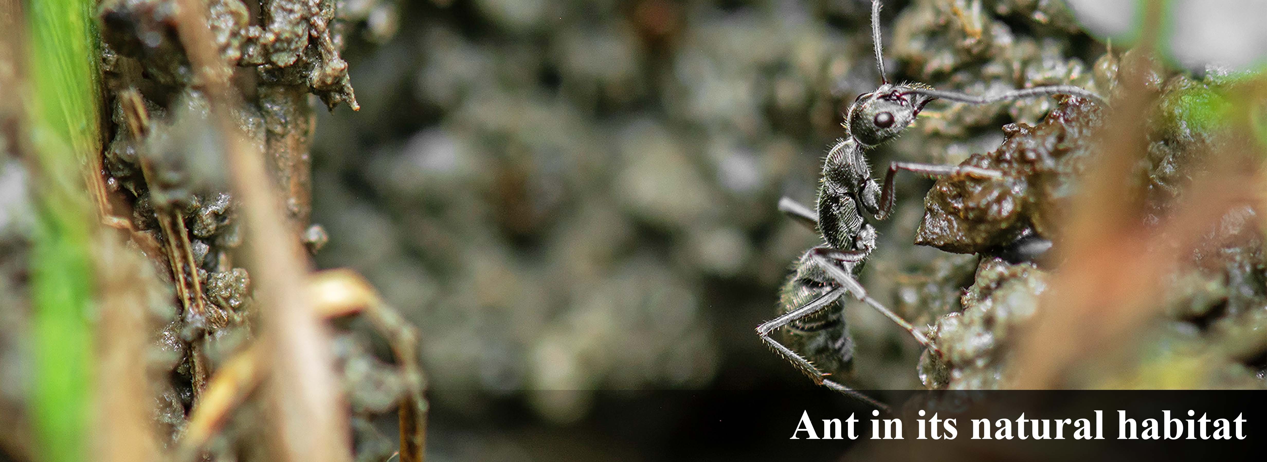 Ant-in-nature