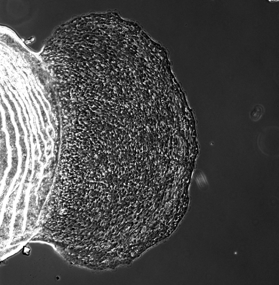 Migrating cell sheet imaged in the lab